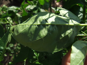[Aji Angelo]