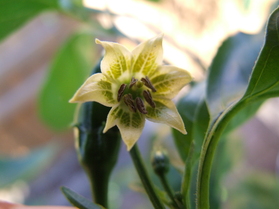 [Aji Angelo]