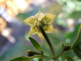 [Aji Angelo]