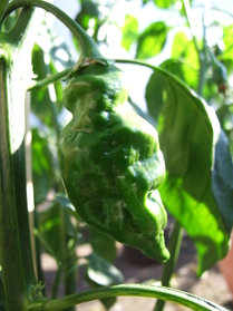 [Aji Angelo]