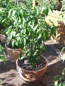 [Aji Angelo]