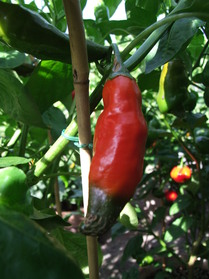 [Aji Angelo]