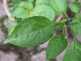 [Aji Cito]