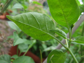 [Aji Cito]
