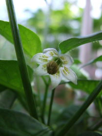 [Aji Cito]