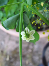 [Aji Cito]