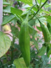 [Aji Cito]