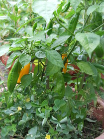 [Aji Cito]