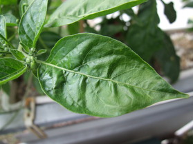 [Aji De Guioso]