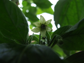 [Aji De Guioso]