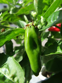 [Aji De Guioso]