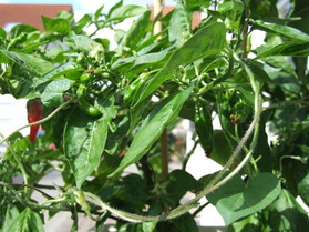 [Aji De Guioso]