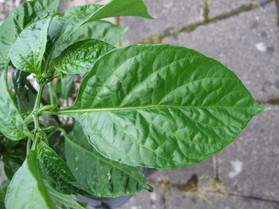 [Aji Dulce Amarillo]