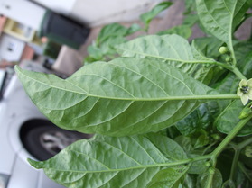 [Aji Dulce Amarillo]