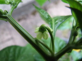 [Aji Dulce Amarillo]