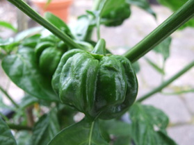 [Aji Dulce Amarillo]