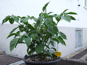 [Aji Dulce Amarillo]