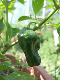 [Aji Limo]
