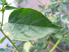 [Aji Nr. 6]