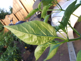 [Aji Nr. 6]