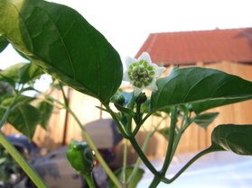 [Aji Nr. 6]