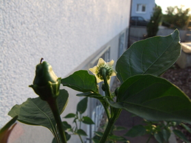 [Aji Nr. 6]