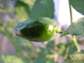 [Aji Nr. 6]