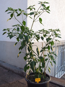 [Aji Nr. 6]