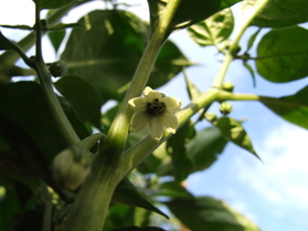 [Aji Panca]