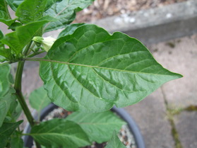 [Aji Picante]