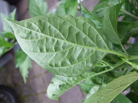 [Aji Picante]