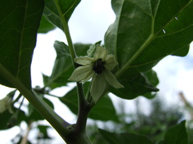 [Aji Picante]