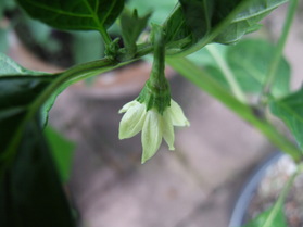 [Aji Picante]