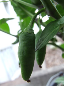 [Aji Picante]