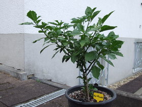 [Aji Picante]