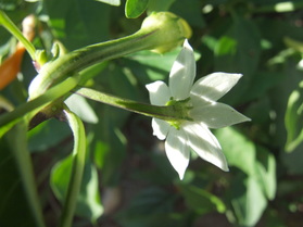 [Alma Paprika]