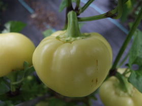 [Alma Paprika]