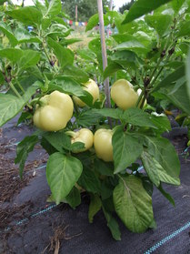 [Alma Paprika]
