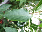 [Ancho Mulato]