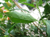 [Ancho Mulato]