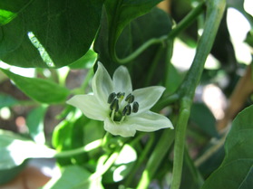 [Ancho Mulato]