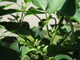[Ancho Mulato]