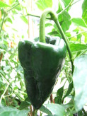 [Ancho Mulato]