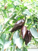 [Ancho Mulato]