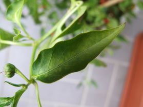 [Ancho San Louis]