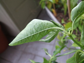 [Ancho San Louis]