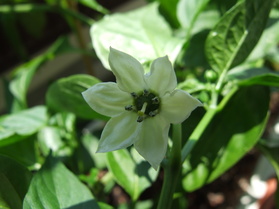 [Ancho San Louis]