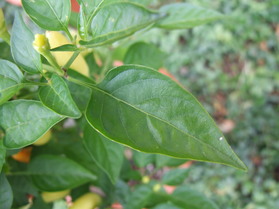 [Annuum China]