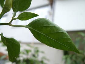 [Annuum China]