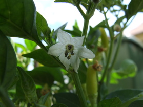[Annuum China]